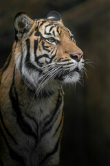 Fototapeta na wymiar Sumatran tiger