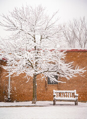 Sticky Wet Snow on Tree and Brick Wall from Morning Winter Storm