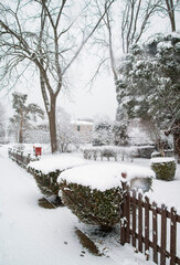 Sticky Wet Snow on Tree and Shrubs from Morning Winter Storm