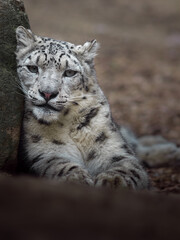 Snow leopard (Irbis)