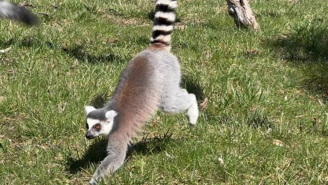 The cute and funny ring-tailed lemur. Stock video clip. 4K
