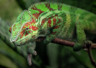 Panther chameleon