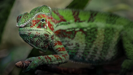Panther chameleon