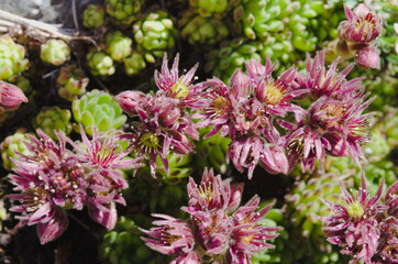Fototapeta premium Cobweb house-leek ( scientific name: Sempervivum montanum )