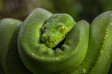 Green tree python
