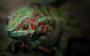 Panther chameleon