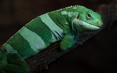 Fiji banded iguana