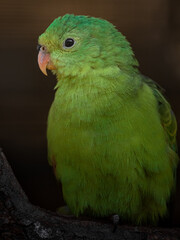 Red-winged parrot
