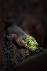 Phelsuma standingi