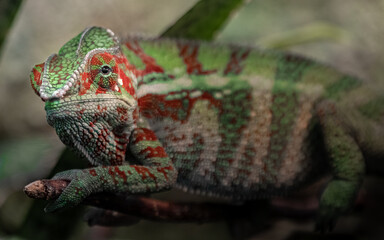 Panther chameleon