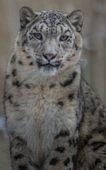 Fototapeta na wymiar Snow leopard (Irbis)