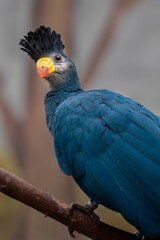 Great blue turaco