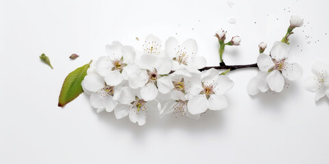 The Timeless Elegance of Japanese Cherry Blossoms. AI Generated Art. Whitespace, Wallpaper, Background. Beauty Concept. Timeless. 