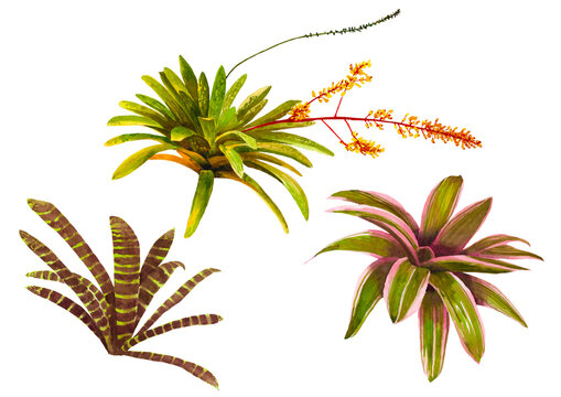 Collection of three tropical bromeliad in watercolor isolated on white background