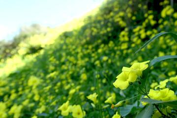 満開の黄色い花の咲く丘