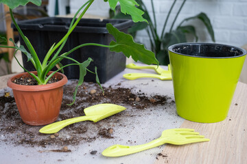 Repotting a home plant Philodendron Shangri-La into a new pot in home interior. Caring for a potted plant, hands close-up
