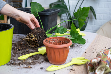 The earthen lump of a home potted plant is entwined with roots, the plant has outgrown the pot. The need for a plant replant. Transplanting and caring for a home plant, rhizome, root rot