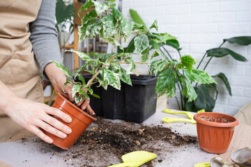 Repotting a home plant hibiscus variegated into a new pot in home interior. Caring for a potted plant, hands close-up © Ольга Симонова