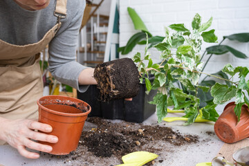 Repotting a home plant hibiscus variegated into a new pot in home interior. Caring for a potted plant, hands close-up