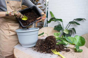 Repotting a home plant Philodendron Monstera deliciosa into a new pot in home interior. Caring for a potted plant, hands close-up