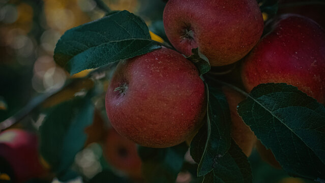 Detail Shot Of Apple Tree (Central Europe)