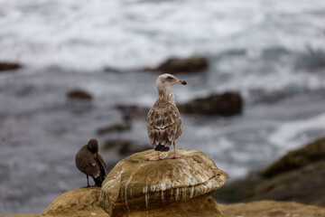 A juvenile seagull standing on a rock by the seashore.