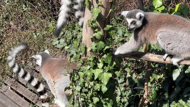 The cute and funny ring-tailed lemur. Stock video clip. 4K
