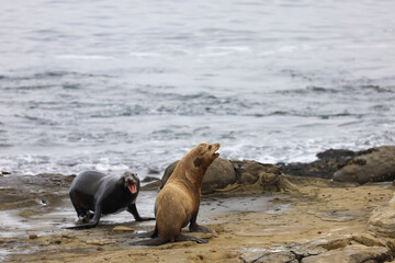 Obraz premium A pair of sea lions roaring loud on top of a rock in La Jolla Cove in California.