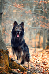 Pies. Zwierzę. Owczarek niemiecki. Rasowy pies. Szkolenie psów. Inteligentne psy. Portrety psów....