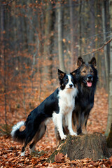 Owczarek niemiecki. Border collie. Rasowy pies. Szkolenie psów w jesiennym lesie. Inteligentne psy. Portrety psów. Zabawa ze zwierzakiem. Psie sesje zdjęciowe. Pupile.