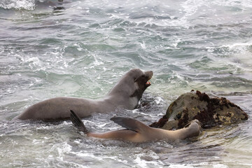 Two sea lions swimming ashore in La Jolla Cove in California.