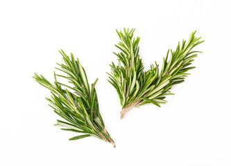 Rosemary isolated on white background. Fresh bouquet of rosemary. Spices and herbs.