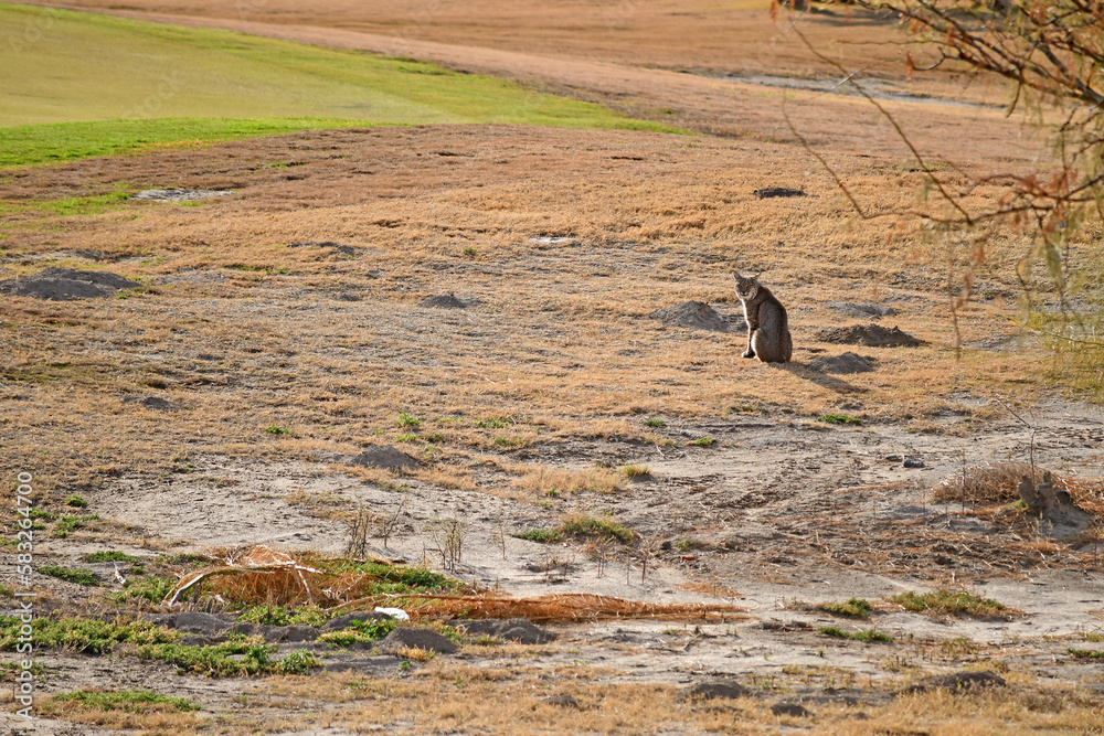 Canvas Prints Bobcat on golf course