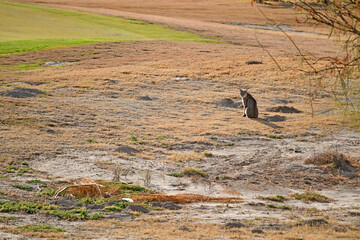 Bobcat on golf course