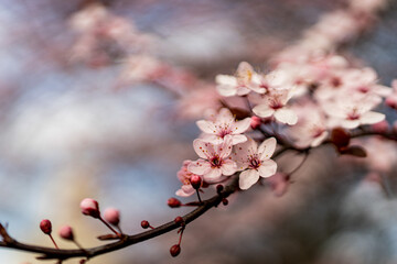 Spring flower