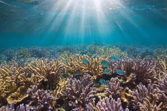Sunlight underwater on a coral reef with fish in the Pacific ocean (Acropora coral and scissortail sergeant fish), New Caledonia, Oceania