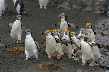 Royal penguins on the beach