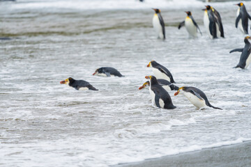 Naklejka na ściany i meble Royal penguins on the beach