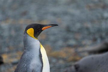 king penguin portrait
