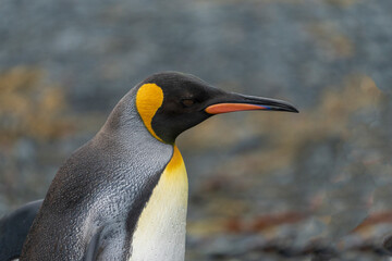king penguin portrait