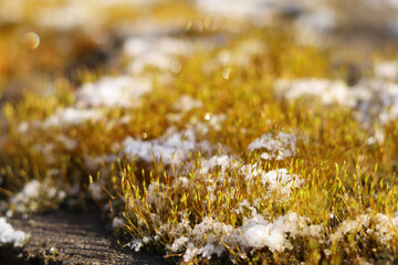 Drops of dew and snow glisten on the surface of the moss illuminated by the rays of the morning sun.