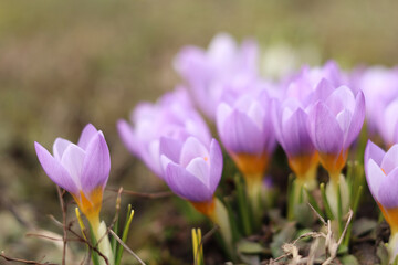 Spring purple crocuses bloomed in the garden.