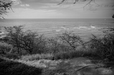 Dry Brush and Trees on a Mountainside Overlooking the Ocean in Hawaii.