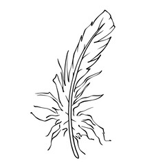 Linear sketch, bird feather coloring. Vector graphics.
