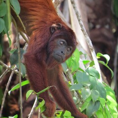 Portrait of a Red Howler Monkey – Alouatta seniculus in the Peruvian Amazon Rainforest, Madre De Dios, Tambopata, Lago Sandoval 