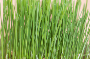 Green wheat grass close-up on a light background. Macro