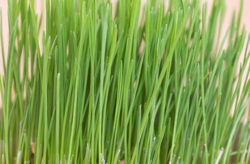 Fototapeta na wymiar Green wheat grass close-up on a light background. Macro