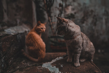 Group of homeless cats in the city.