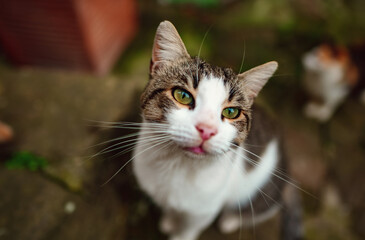 Lonely homeless cat in the street.