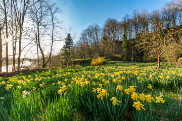 Dandelion field; Narzissenwiese